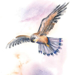 Watercolour painting of a Buzzard in flight.