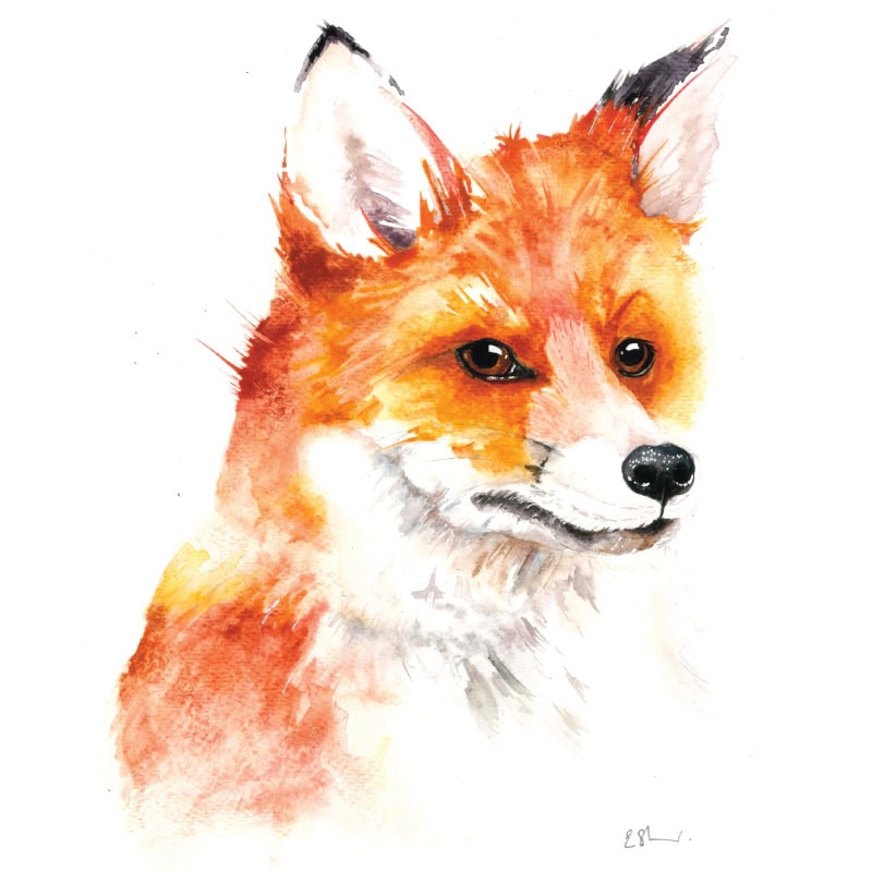 Watercolour painting of a red fox.