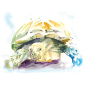 Watercolour painting of a tortoise